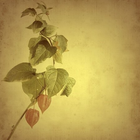 old paper background with physalisの写真素材