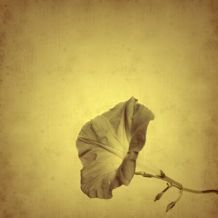 old paper background with ipoemeaの写真素材