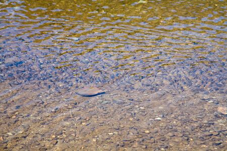 small fish in shallow waterの写真素材