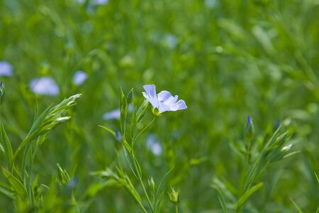 flax plantsの写真素材