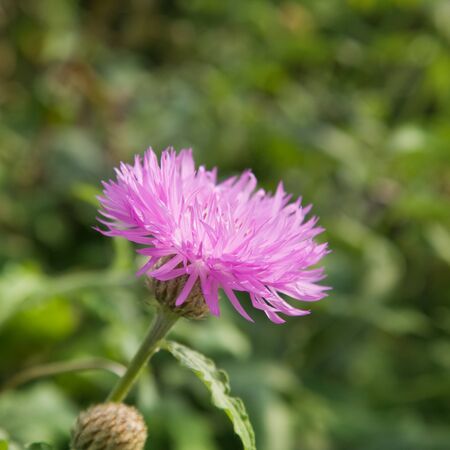 pink garden cornflowerの写真素材
