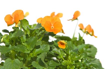 bright orange garden violaの写真素材