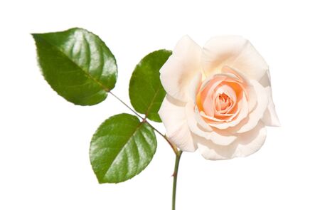 single light salmon colored roseの写真素材