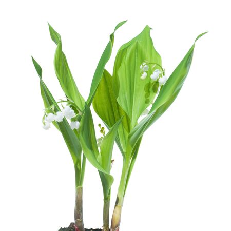 Lily of the Valley, Convallaria majalis, isolated on whiteの写真素材