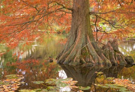 autumn color in Taxodium; flood-tolerant coniferの写真素材