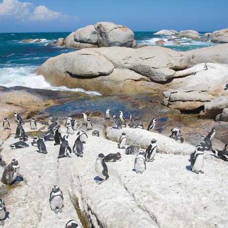 colony of african penguins (Spheniscus demersus; also known as the Black-footed Penguin or Jackass Penguin) at nature resort の写真素材
