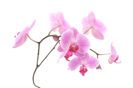pink stripy phalaenopsis orchid isolated on whiteの写真素材