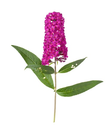 Buddleja (Butterfly Bush), isolated
