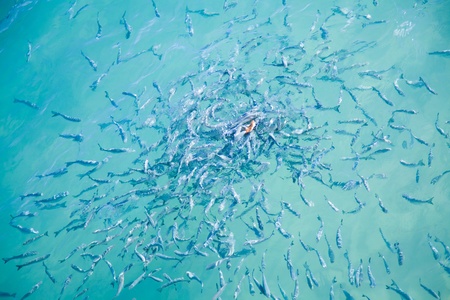 large group of fish scrambling for a piece of breadの写真素材