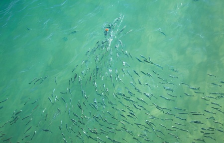 large group of fish scrambling for a piece of breadの写真素材