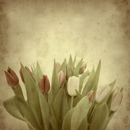 textured old paper background with tulipsの写真素材