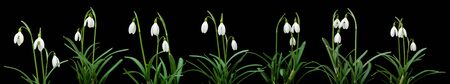 Galanthus nivalis; common snowdrop horizontal border; isolated on blackの写真素材