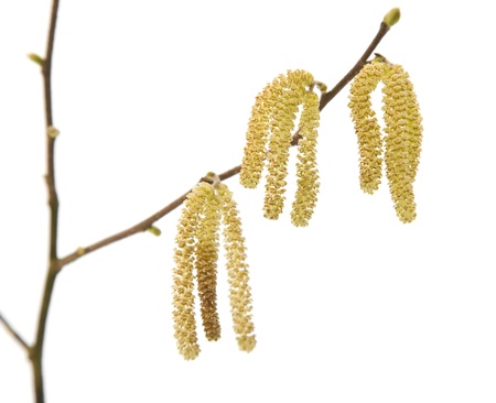 Common Hazel (Corylus avellana) male catkins (aments), isolated on whiteの写真素材