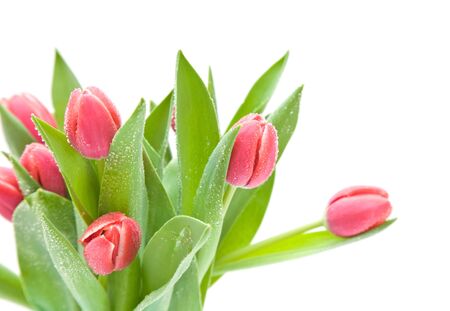 bunch of dark pink wet tulips isolated on white;の写真素材