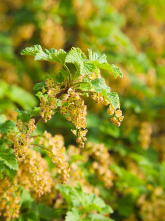 wild currant flower clusters