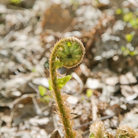 unfurling fern shoot; northern springの写真素材