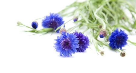 bunch of cornflowersの写真素材