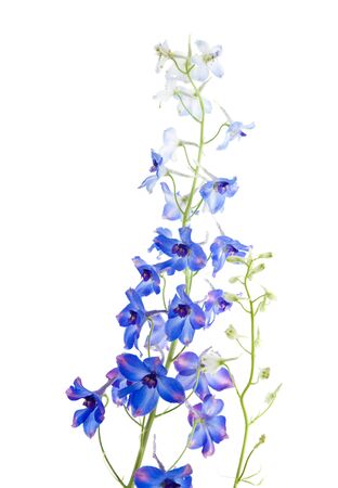 blue delphinium flowering spikeの写真素材