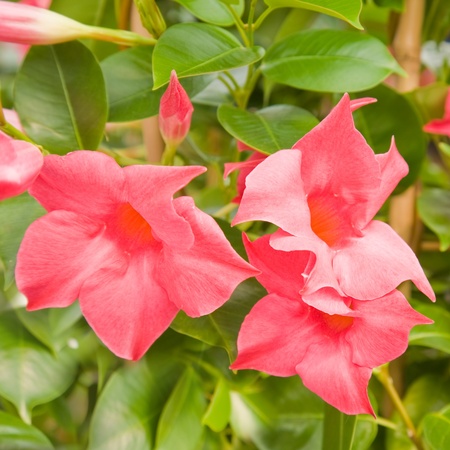 flowering bright pink Mandevilla (Dipladenia)の写真素材