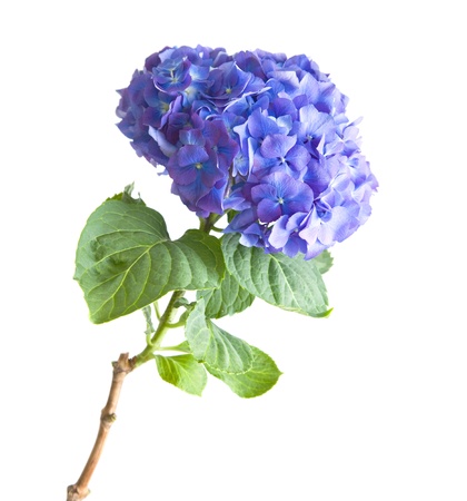 bright blue-lilac hydrangea flowerhead; isolated on white backgroundの写真素材