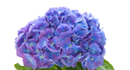 bright blue-lilac hydrangea flowerhead; isolated on white backgroundの写真素材