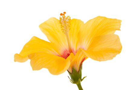 beautiful yellow hibiscus isolated on white backgroundの写真素材