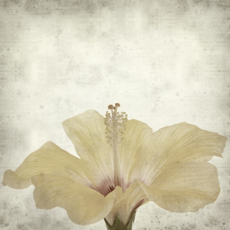 textured old paper background with  yellow hibiscus flowerの写真素材