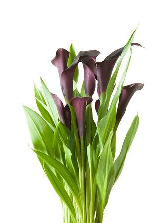 dark purple callaの写真素材