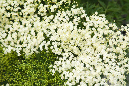 Sambucus nigra; (Black Elder; European Elder; European Elderberry; European Black Elderberry; Common...