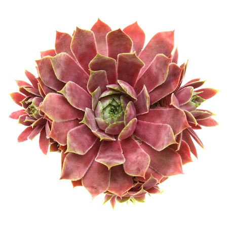 sempervivum isolated on white, top viewの写真素材