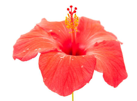 red hibiscusの写真素材