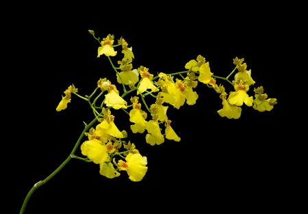 bright yellow Oncidium orchid isolated on black backgroundの写真素材