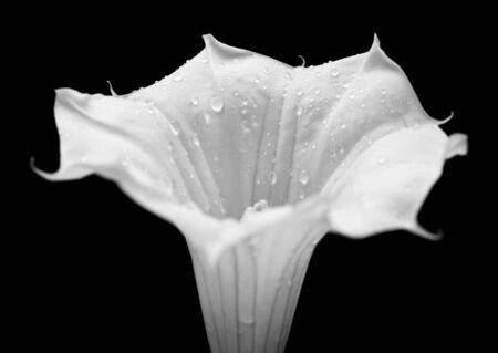 wet Datura flower isolated on blackの写真素材