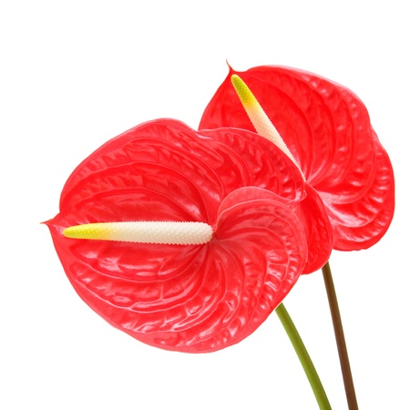 red anthurium (Flamingo Flower; Boy Flower) isolated on whiteの写真素材