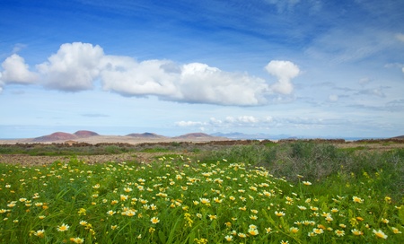 Chrysanthemum coronarium bloom on Fuerteventura after rains of late autumnの写真素材