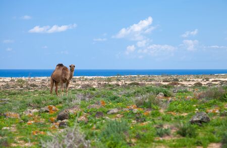 dromedary enjoying greens of winter on Fuerteventura, sand dunes and ocean in the backgroundの写真素材