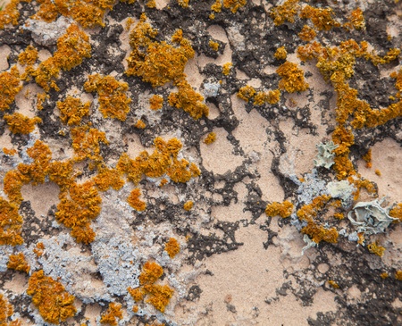 natural background of sand, stone and lichensの写真素材