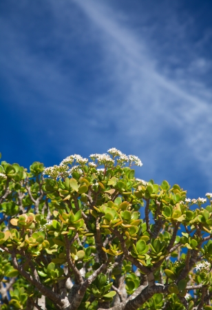 Flowering Crassula Ovata against blue skyの写真素材
