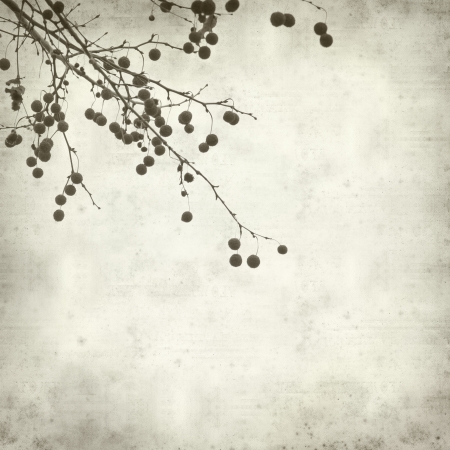 textured old paper background with plane tree branch の写真素材