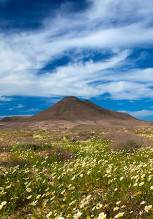 inland northern Fuerteventura, garland Chrysamthemum flower after winter rains around Montana de la Maretaの写真素材