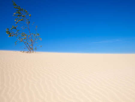sand and wind pattern on  dunesの写真素材