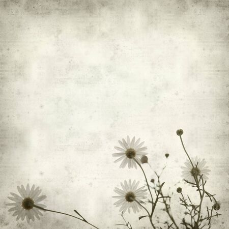 textured old paper background with white margueriteの写真素材