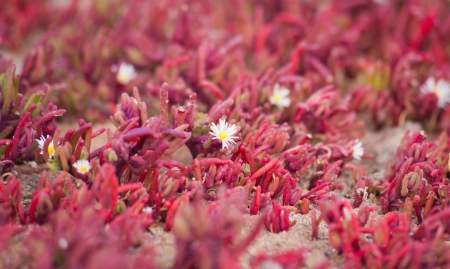 floweing Mesembryanthemum nodiflorum, slenderleaf ice plantの写真素材