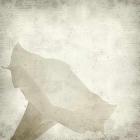 textured old paper background with white datura flower の写真素材
