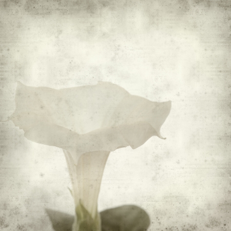 textured old paper background with white datura flower の写真素材