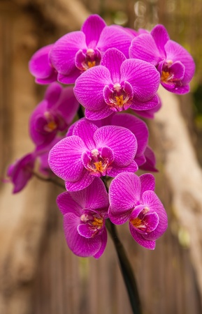 Abumdant blooming of Phalaenopsis, Moth Orchidの写真素材