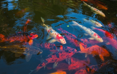 natural background of pond with koi carrpの写真素材