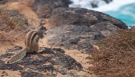 Barbary ground squirrel (Atlantoxerus getulus)の写真素材