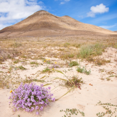 Inland Northern Fuerteventura, around Lajaresの写真素材