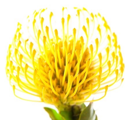 yellow protea isolated on white backgroundの写真素材